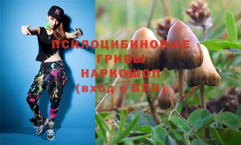 Псилоцибиновые грибы Psilocybe  Белокуриха 